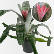 Aechmea 'Primera' + Cachep Antracite